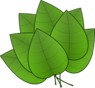 8 Hojas Verdes
